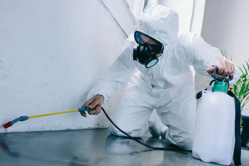 Desinsectación en Viladecans — BioPest