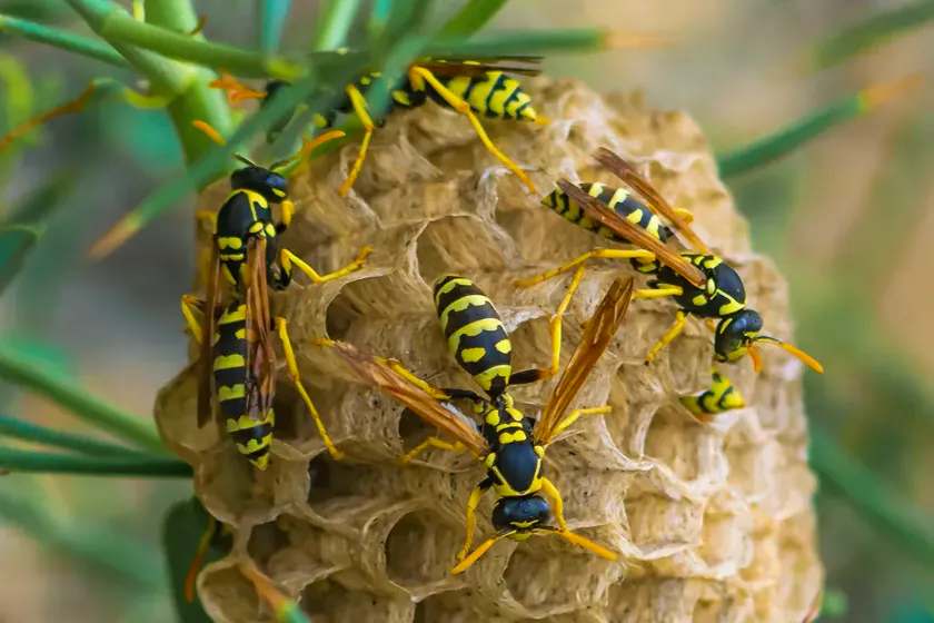 Retirada de nidos de avispas en Viladecans — BioPest